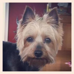 Cali The terrier