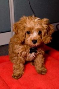 Cooper