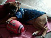 Maddie the Puggle